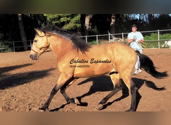 Andaluces, Semental, 3 años, 155 cm, Buckskin/Bayo