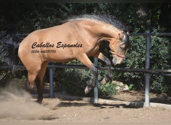 Andaluces, Semental, 3 años, 155 cm, Buckskin/Bayo