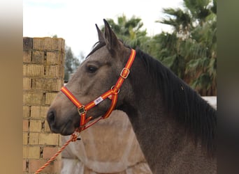 Andaluces, Semental, 3 años, 155 cm, Buckskin/Bayo
