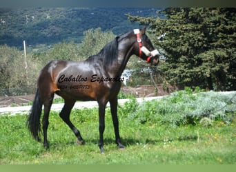 Andaluces, Semental, 3 años, 155 cm, Castaño
