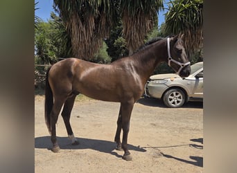 Andaluces, Semental, 3 años, 155 cm, Castaño