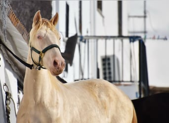 Andaluces, Semental, 3 años, 155 cm