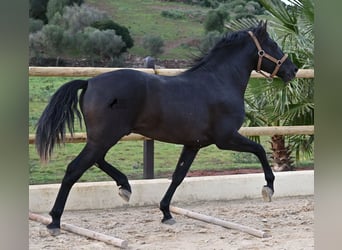 Andaluces, Semental, 3 años, 155 cm, Negro