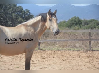 Andaluces, Semental, 3 años, 156 cm, Bayo