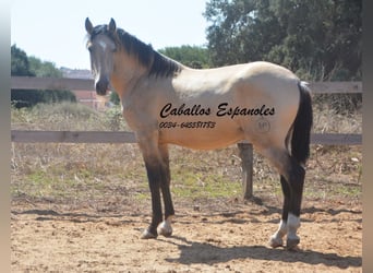 Andaluces, Semental, 3 años, 156 cm, Bayo