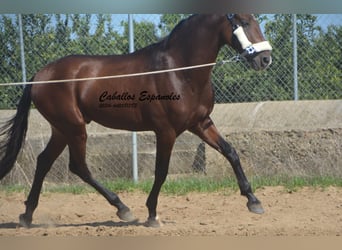 Andaluces, Semental, 3 años, 156 cm, Castaño