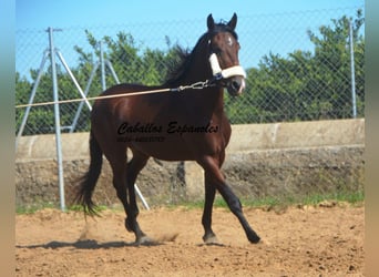 Andaluces, Semental, 3 años, 156 cm, Castaño