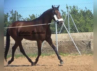 Andaluces, Semental, 3 años, 156 cm, Castaño