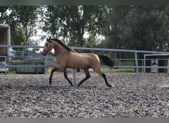 Andaluces Mestizo, Semental, 3 años, 157 cm, Bayo