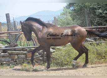 Andaluces, Semental, 3 años, 157 cm, Morcillo