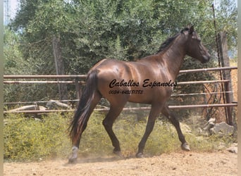 Andaluces, Semental, 3 años, 157 cm, Morcillo