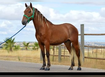 Andaluces, Semental, 3 años, 158 cm, Alazán-tostado