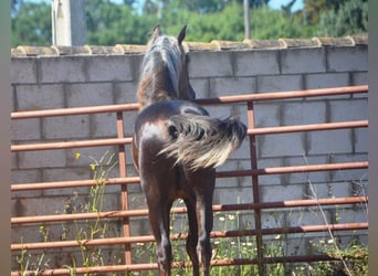 Andaluces, Semental, 3 años, 158 cm, Palomino