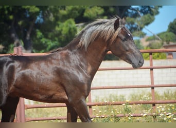 Andaluces, Semental, 3 años, 158 cm, Palomino