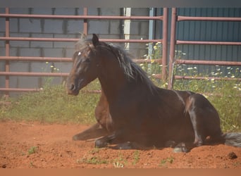 Andaluces, Semental, 3 años, 158 cm, Palomino