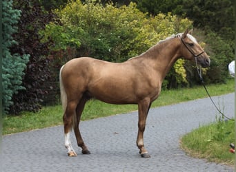 Andaluces Mestizo, Semental, 3 años, 158 cm, Palomino