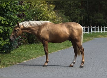 Andaluces Mestizo, Semental, 3 años, 158 cm, Palomino