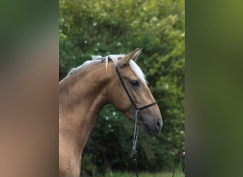 Andaluces Mestizo, Semental, 3 años, 158 cm, Palomino