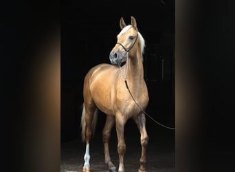 Andaluces Mestizo, Semental, 3 años, 158 cm, Palomino