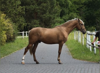 Andaluces Mestizo, Semental, 3 años, 158 cm, Palomino
