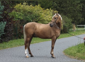 Andaluces Mestizo, Semental, 3 años, 158 cm, Palomino