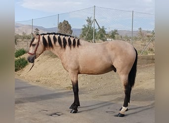 Andaluces, Semental, 3 años, 159 cm, Buckskin/Bayo