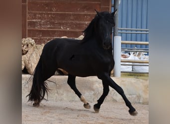 Andaluces, Semental, 3 años, 159 cm, Negro