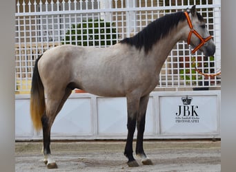 Andaluces, Semental, 3 años, 160 cm, Bayo