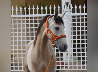 Andaluces, Semental, 3 años, 160 cm, Bayo