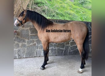 Andaluces Mestizo, Semental, 3 años, 160 cm, Buckskin/Bayo