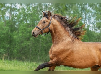 Andaluces, Semental, 3 años, 160 cm, Buckskin/Bayo