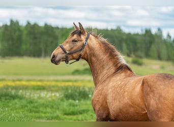 Andaluces, Semental, 3 años, 160 cm, Buckskin/Bayo