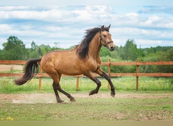 Andaluces, Semental, 3 años, 160 cm, Buckskin/Bayo