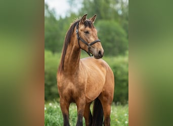 Andaluces, Semental, 3 años, 160 cm, Buckskin/Bayo