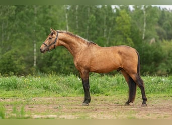 Andaluces, Semental, 3 años, 160 cm, Buckskin/Bayo