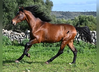 Andaluces, Semental, 3 años, 160 cm, Castaño