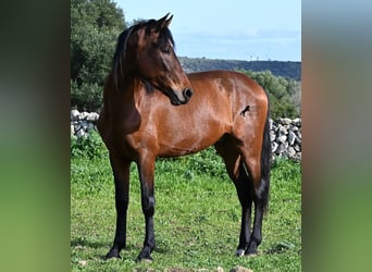 Andaluces, Semental, 3 años, 160 cm, Castaño