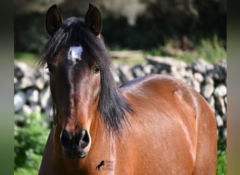 Andaluces, Semental, 3 años, 160 cm, Castaño