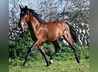 Andaluces, Semental, 3 años, 160 cm, Castaño