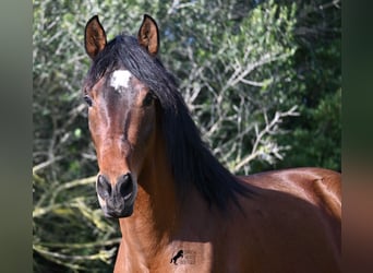 Andaluces, Semental, 3 años, 160 cm, Castaño