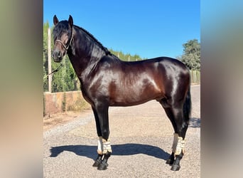 Andaluces, Semental, 3 años, 160 cm, Castaño oscuro