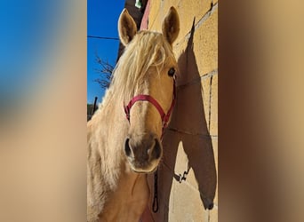 Andaluces, Semental, 3 años, 160 cm, Palomino