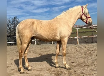 Andaluces, Semental, 3 años, 160 cm, Palomino