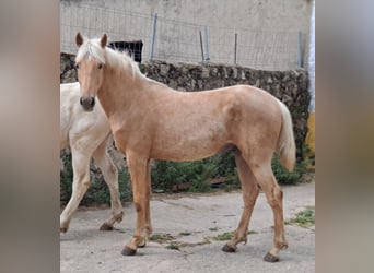 Andaluces, Semental, 3 años, 160 cm, Palomino