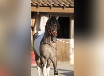 Andaluces, Semental, 3 años, 160 cm, Tobiano-todas las-capas