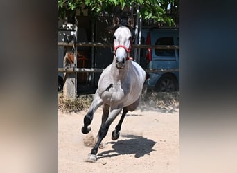 Andaluces, Semental, 3 años, 160 cm, Tordo