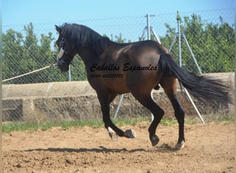 Andaluces, Semental, 3 años, 161 cm, Bayo