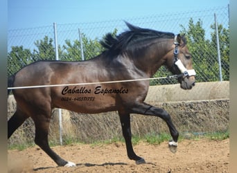 Andaluces, Semental, 3 años, 161 cm, Bayo