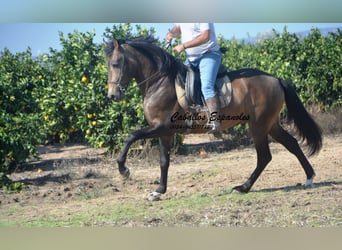 Andaluces, Semental, 3 años, 161 cm, Bayo