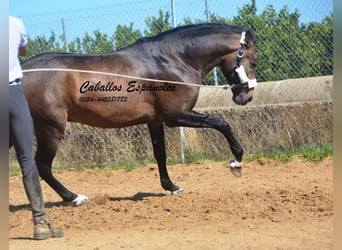 Andaluces, Semental, 3 años, 161 cm, Bayo